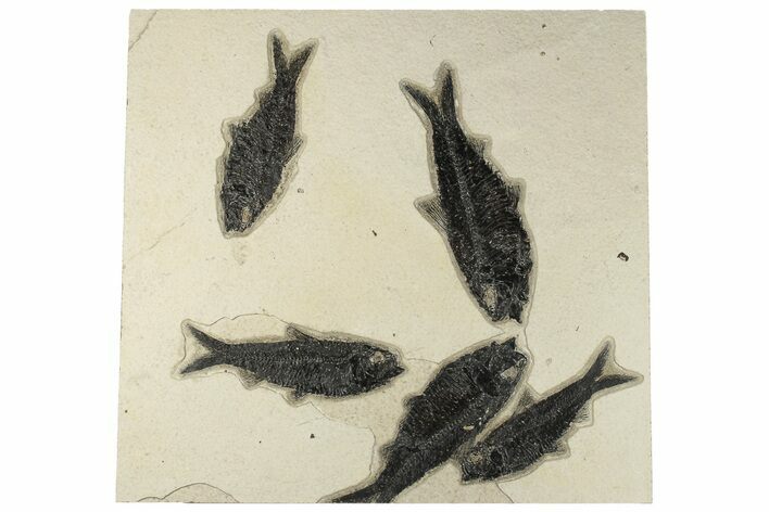 10.7" Multiple Fossil Fish (Knightia) Plate - Wyoming